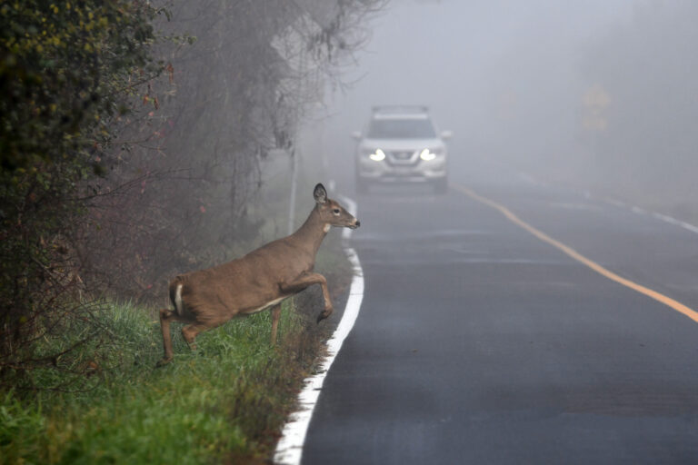 A White Tail Deer doe crossing road on a foggy morning infront of an oncoming car